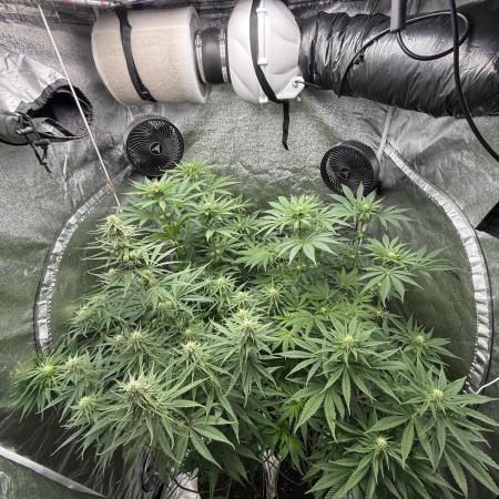 Grounded Genetiks Part 1