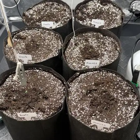 Perfect Tree run Nr.1. / Lemonnade