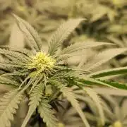 Neon sunshine & Grape Jublee