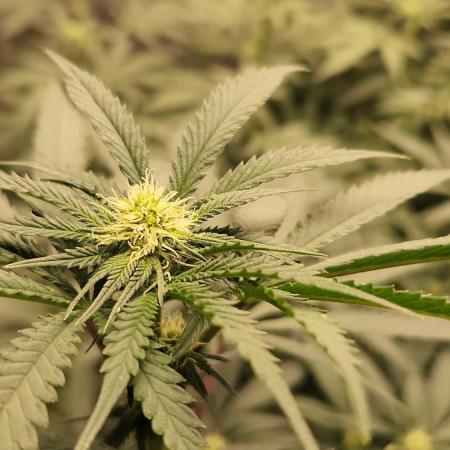 Neon sunshine & Grape Jublee