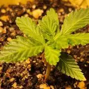 IZI Seeds Grow Report Contest 2025