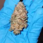 Neon sunshine & Grape Jublee