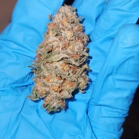 Neon sunshine & Grape Jublee