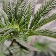 Neon sunshine & Grape Jublee