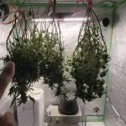 Neon sunshine & Grape Jublee