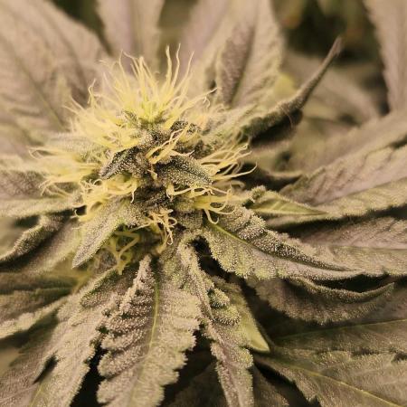 Neon sunshine & Grape Jublee