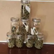 Neon sunshine & Grape Jublee