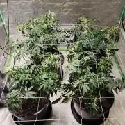 Neon sunshine & Grape Jublee