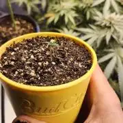 IZI Seeds Grow Report Contest 2025