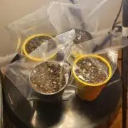 IZI Seeds Grow Report Contest 2025