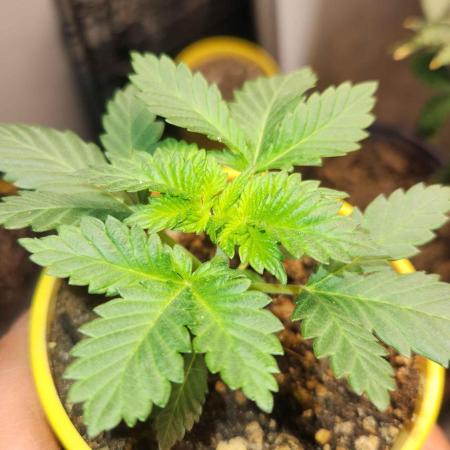 IZI Seeds Grow Report Contest 2025