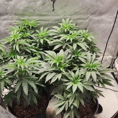 Neon sunshine & Grape Jublee