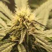 Neon sunshine & Grape Jublee