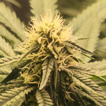 Neon sunshine & Grape Jublee