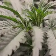 Neon sunshine & Grape Jublee