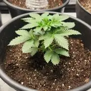 IZI Seeds Grow Report Contest 2025