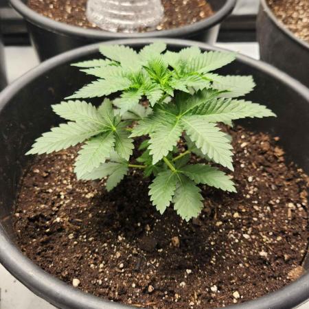 IZI Seeds Grow Report Contest 2025
