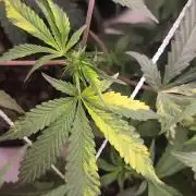 Neon sunshine & Grape Jublee