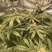 Pink Kush and Sour Bluez