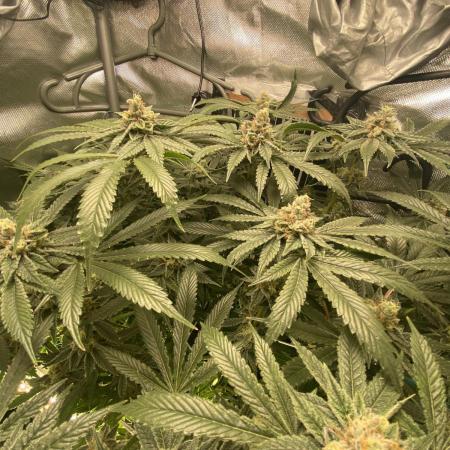 Pink Kush and Sour Bluez