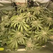 Pink Kush and Sour Bluez