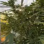 Photo contest Dutch Passion & Super Sativa Seed Club