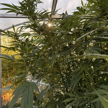 Photo contest Dutch Passion & Super Sativa Seed Club