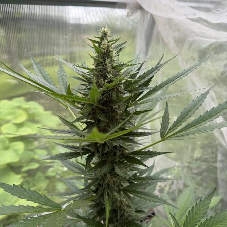 Dutch Passion Growing Competition 2025