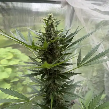 Dutch Passion Growing Competition 2025