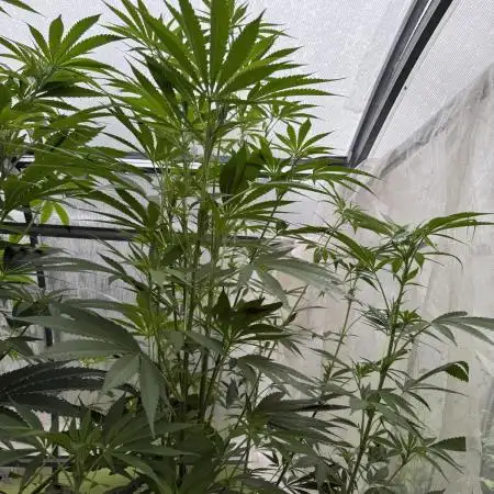 Dutch Passion Growing Competition 2025