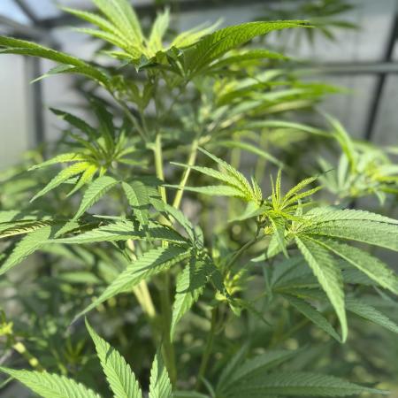 Photo contest Dutch Passion & Super Sativa Seed Club