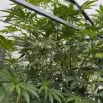 Photo contest Dutch Passion & Super Sativa Seed Club