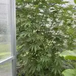 Photo contest Dutch Passion & Super Sativa Seed Club