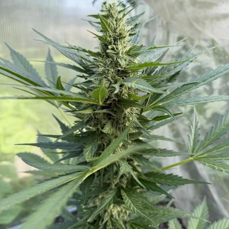 Dutch Passion Growing Competition 2025
