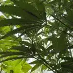 Photo contest Dutch Passion & Super Sativa Seed Club