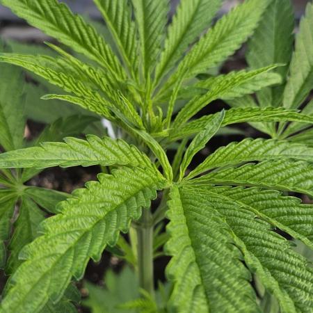 Photo contest Dutch Passion & Super Sativa Seed Club