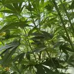 Photo contest Dutch Passion & Super Sativa Seed Club