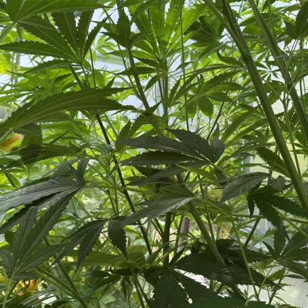 Photo contest Dutch Passion & Super Sativa Seed Club