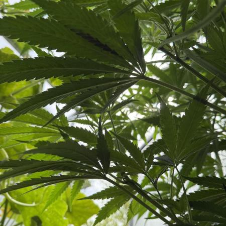 Dutch Passion Growing Competition 2025