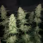 Runtz by Seed Stockers