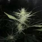 FBT2106 by FastBuds