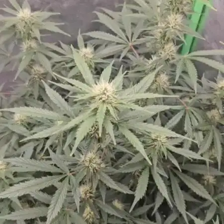 Runtz Auto | BARNEYS FARM