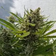 Gorilla Cookies Outdoor