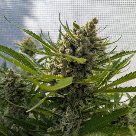 Gorilla Cookies Outdoor