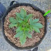 Pound Cake - Outdoor
