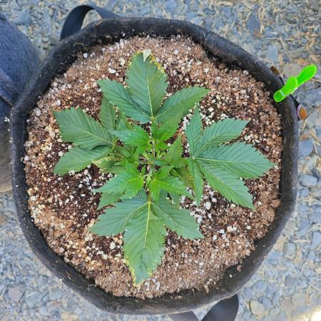 Pound Cake - Outdoor