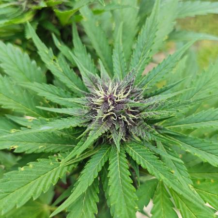 Banana Purple Punch Outdoor