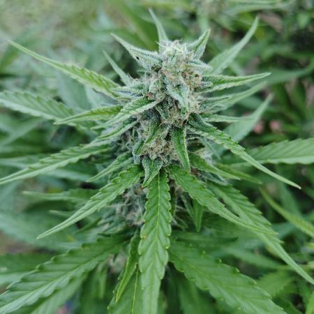 Gorilla Cookies Outdoor