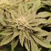 Grounded Genetics Grow