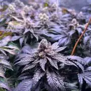 Grounded Genetics Grow